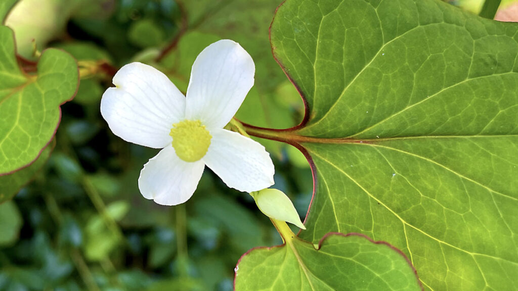 薬草の効果と効能：健康維持に役立つおすすめ薬草5選