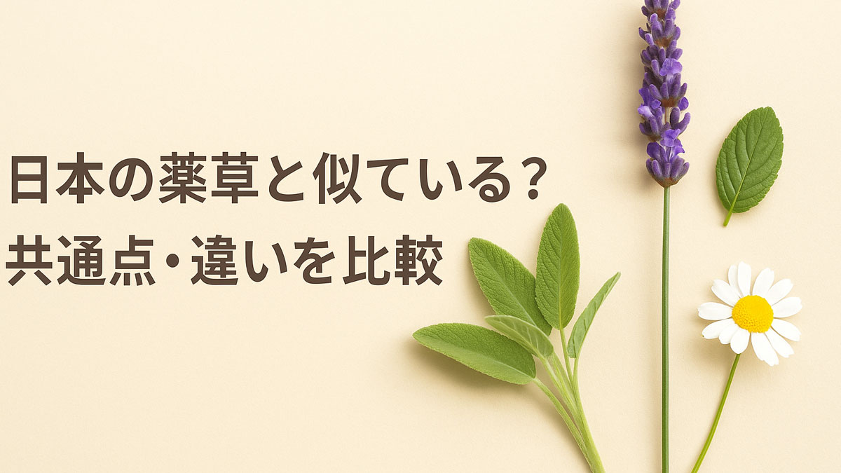 ラベンダー、カモミール、ミントの葉などの自然素材が右側に並び、「日本の薬草と似ている？共通点・違いを比較」という日本語テキストが左側に配置された、ナチュラルで優しい雰囲気の画像。